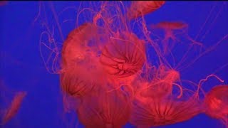 Dancing Sea Nettle Jellyfish [upl. by Awad5]