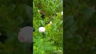 Flowering on purslane plant [upl. by Goth]