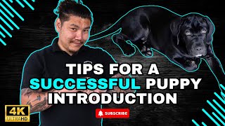 Building A Strong Bond Tips For A Successful Puppy Introduction [upl. by Laurance913]