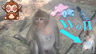 OMG  Monkey Ginger Playing and Eating [upl. by Budd]