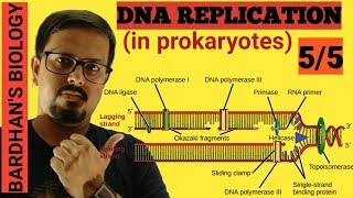 DNA REPLICATION in prokaryotes in HINDI 55 [upl. by Deloris592]