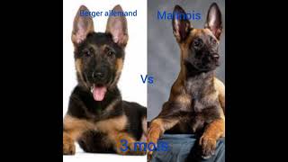 malinois vs berger allemand♥️💯 [upl. by Naffets]