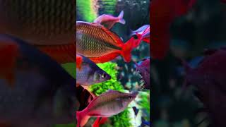 Rainbow Fish  Aquarium  Phương Nguyễn [upl. by Carmita632]