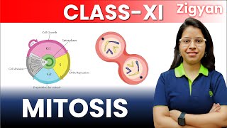 Cell cycle and cell division  Lecture  4  Mitosis  Class 11th  NEET  Stages of mitosis [upl. by Araihc]