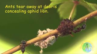 Attack of the Aphid Lions [upl. by Jemine]