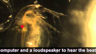 Sound of Daphnia heart beating [upl. by Zel]