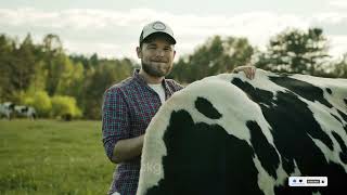 Information about Holstein Friesian Cow  Documentary [upl. by Hadlee]