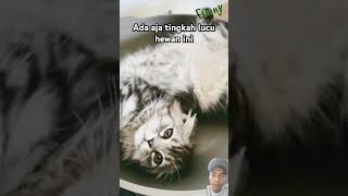 Tingkah lucu hewan cat animlasfunny funny funnyanmials animals funnyanimlas animalss [upl. by Dylan]