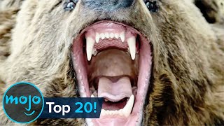 Top 20 Most Dangerous Animals in the World [upl. by Aurea951]