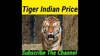 Tiger Price In India shorts tiger dogsbiography [upl. by Adehsar]