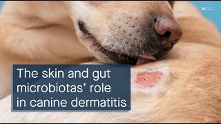 Investigating the role of the skin and gut microbiota in canine atopic dermatitis [upl. by Gunas370]