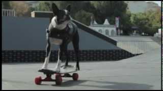 quotSkateboarding Dogquot au FISE de Montpellier [upl. by Candida]