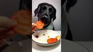 best dog food fooddog fooddogbest bestdogfood foryou trendingshorts [upl. by Notgnillew251]