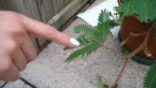 Mimosa Pudica  Pianta sensibile al tatto [upl. by Budding76]