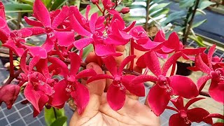 Renanthera anggrek merah cabe mudah banget perawatannya [upl. by Harewood]