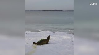 Seal pup rescued in Harpswell [upl. by Deeanne602]