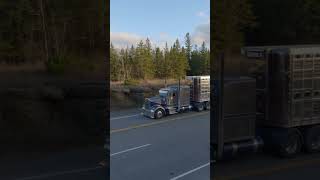 W900 Kenworth with Cattle Pot on Hwy11 shorts truckspotter [upl. by Eiro]