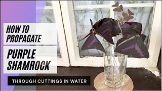 HOW TO PROPAGATE OXALIS TRIANGULARIS PUPLE SHAMROCK IN WATER  WATER PROPAGATION I HOUSE PLANTS [upl. by Dnumsed]