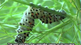 Tachinidae  Buquetia musca parasitizes a caterpillar of Papilio machaon [upl. by Letreece]