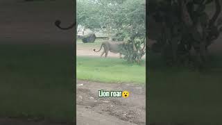 😱lion roar  lion cub roar  lion attitude shorts youtubeshorts viralvideo trending video 🥺😮😭 [upl. by Laszlo]