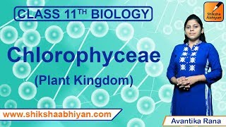 Chlorophyceae  Plant Kingdom  CBSE Class 11 Biology [upl. by Eirek]