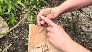 How to harvest Groundsel or Ragwort Packera seeds [upl. by Olzsal]