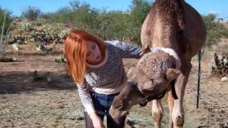 Hugs amp Kisses for my Dromedary Camel  Such a sweet girl [upl. by Valencia]