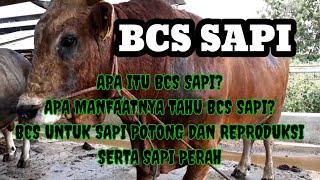 8 MENIT BELAJAR BCS SAPI DAN KEGUNAANNYA  BODY CONDITION SCORE [upl. by Yde]