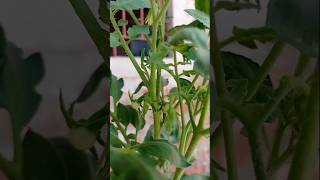 Tomato tree or plant mini tomatos [upl. by Atteloiv]