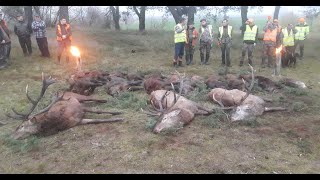 Best of Drivenhunt Poland WildboarReed Deer [upl. by Laniger]