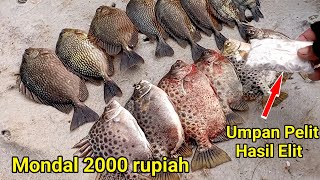 Wajib di Coba  Umpan gacor untuk ikan Baronang dan kiper [upl. by Varuag93]