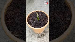 I Grew a Mango Tree From a Cutting shorts gardening viral short [upl. by Omidyar]