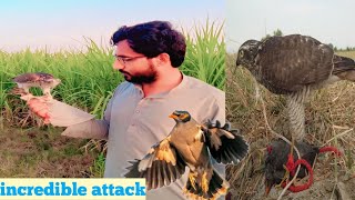 incredible attack of sparrowhawk  basha ka attack [upl. by Ahsemac]