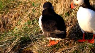 Lunde Puffin Fratercula arctica Runde NORWAY [upl. by Hansiain677]