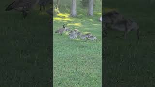 Baby Geese geese baby subscribe bird nature share shorts marquette upperpeninsula yooper [upl. by Karia]