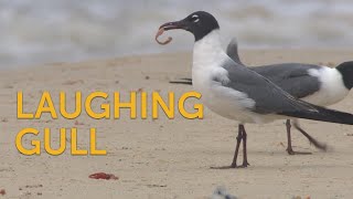 Laughing Gull [upl. by Ial335]