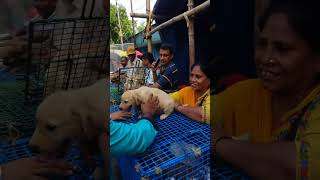 Galiff Street Pet Market Live Video 2024 Kolkata Latest Update [upl. by Stern644]