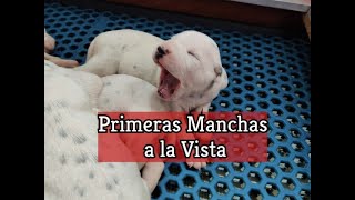 Primeras Manchas a la Vista [upl. by Sadonia89]