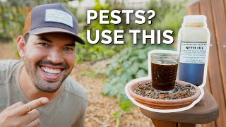 How to Use Neem Oil to Control Pests amp Diseases [upl. by Eaned]