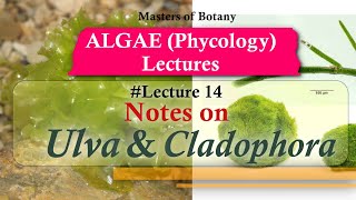 Lecture 14  Ulva and Cladophora Life Cycle Chlorophyceae  Algae Lecture Notes [upl. by Gelhar]