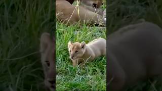 Cute baby lion playing with siblings Baby Lion Shorts [upl. by Nani]