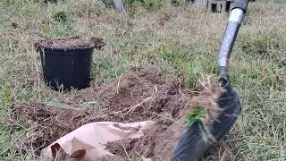 Composting In Place  Do This For Rich Soil [upl. by Daniala]