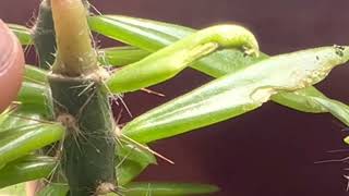 How I graft Trichocereus seedlings to Pereskiopsis [upl. by Torrell]