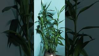 Dracaena sanderiana garden indoorplantlover gardenplants gardentrees [upl. by Linker]