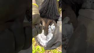 ASMR Horse Hoof Cleaning  Satisfying restoration  Animal welfare [upl. by Tani423]