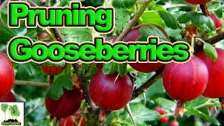 How To Prune Gooseberries for High Yields [upl. by Lunnete]