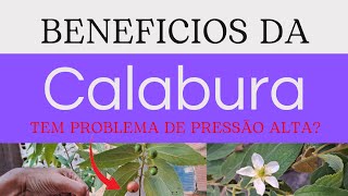 Calabura O Fruto que combate a pressão alta  Benefícios [upl. by Ruggiero473]