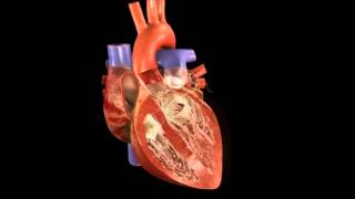 Sistema Circulatório  Batimento Cardíaco [upl. by Doran]