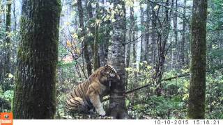 Wild Siberian Tiger in Russian Far East [upl. by Barth]