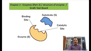 Chapter 2  First Year Biology  Enzymes Part 2  structure of enzyme  Sindh Text Board [upl. by Yesnnyl481]